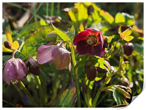 Wine red hellebore in an English garden - late Feb Print by Gordon Dixon