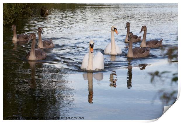 Family of Swans on the move up the Basingstoke canal - parents and 6 big cygnets Print by Gordon Dixon