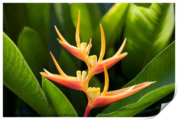 Beautiful tropical orange yellow Heliconia flower  Print by Gordon Dixon