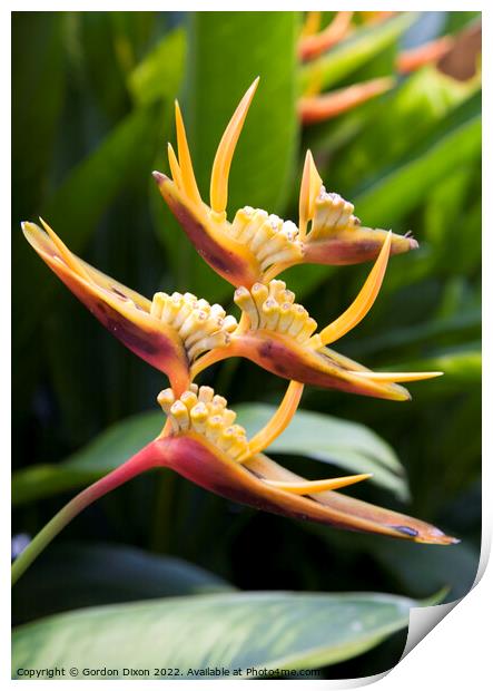 Beautiful tropical orange yellow Heliconia flower - portrait Print by Gordon Dixon