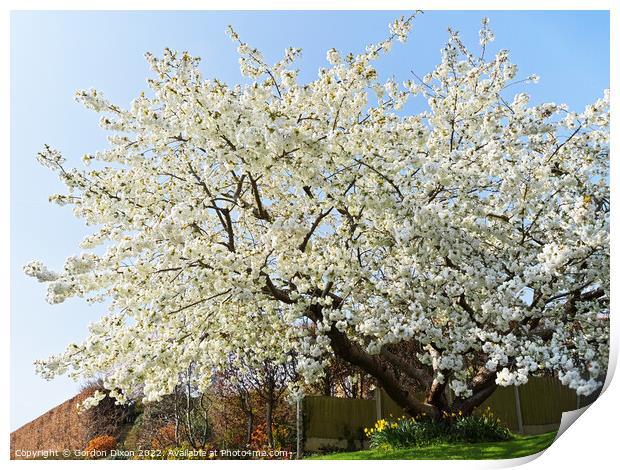 Spectacular cherry tree in a Somerset garden Print by Gordon Dixon