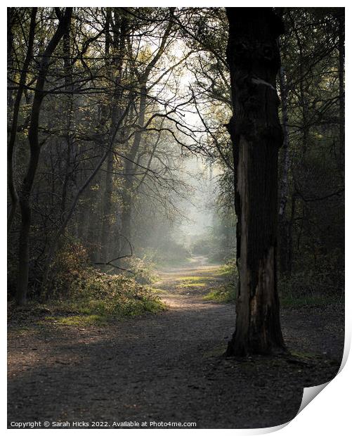 A woodland path Print by Sarah Hicks