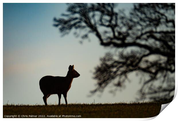 Silhouette of a chinese water deer Print by Chris Palmer