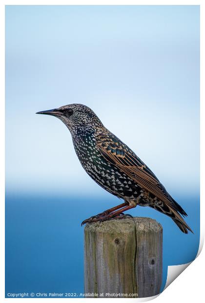 Starling perching on a post Print by Chris Palmer