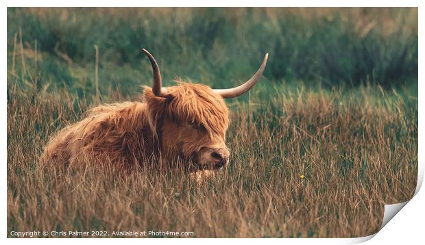 A highland cow laying in the long grass in the nor Print by Chris Palmer