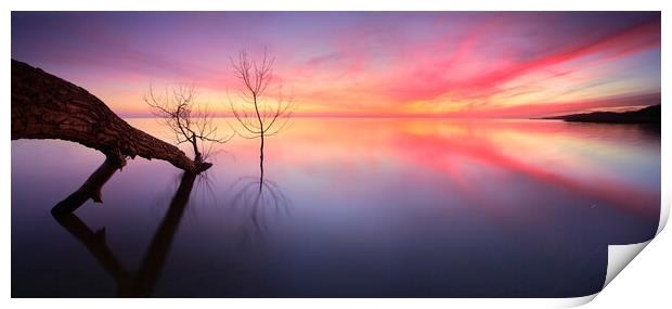 Fallen Tree Print by Andreas Vitting