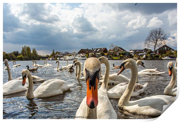 Portrait of a curious swan on the River Thames Print by Eszter Imrene Virt