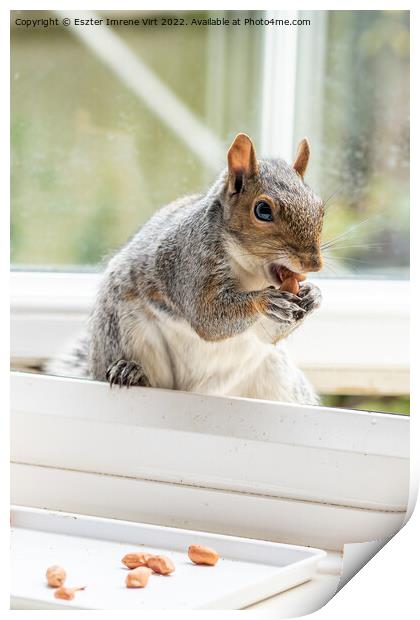 Squirrel at the window Print by Eszter Imrene Virt