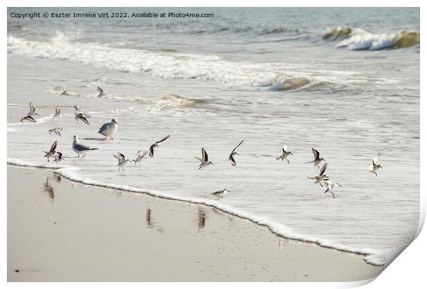 Birds in the Atlantic Ocean Print by Eszter Imrene Virt