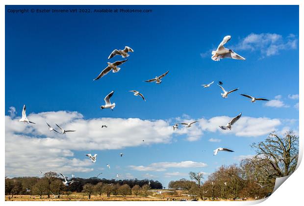 Flying seagulls in Richmond Park Print by Eszter Imrene Virt