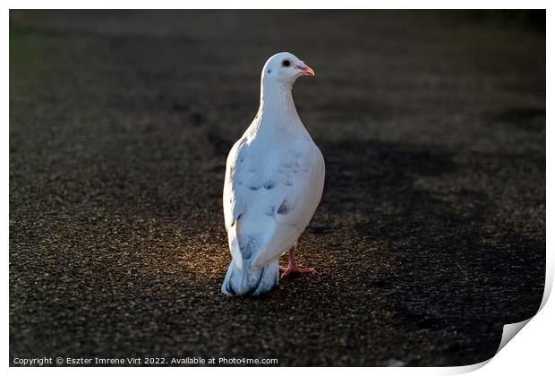 White dove - symbol of peace Print by Eszter Imrene Virt