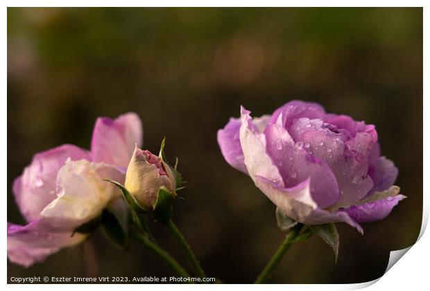 Pink roses in Quen Mary's Rose Garden in the late autumn Print by Eszter Imrene Virt