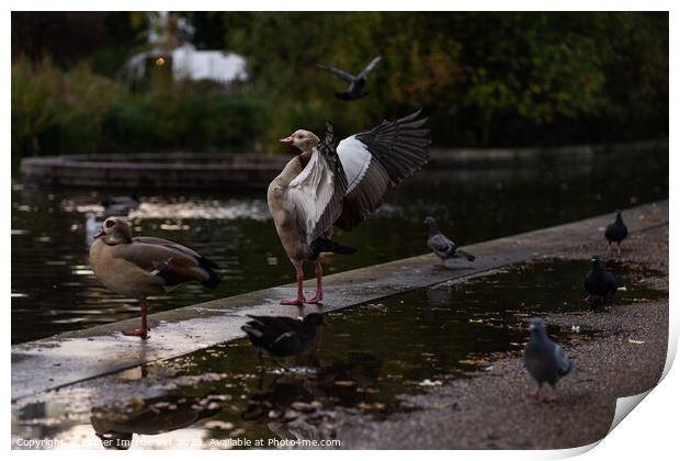 A goose with wings open in a park after rain Print by Eszter Imrene Virt