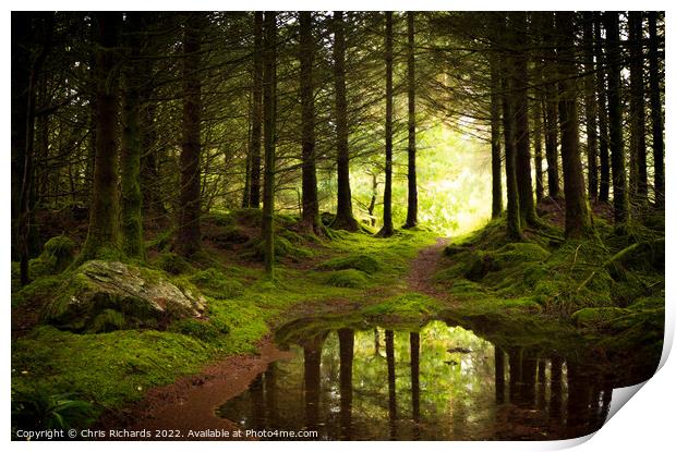 Coed Y Brenin Forest, Snowdonia Print by Chris Richards