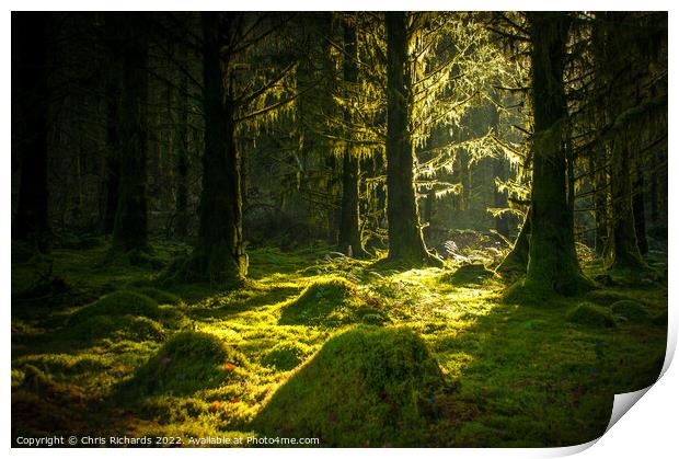 Morning in Caio Forest Print by Chris Richards
