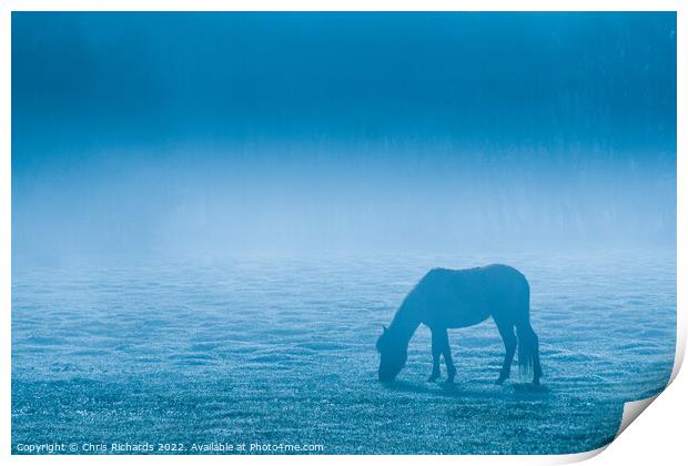New Forest Pony Print by Chris Richards