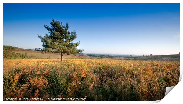 Lone Pine on Ashdown Forest Print by Chris Richards