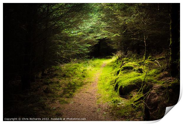 Pen Arthur Forest Trail Print by Chris Richards