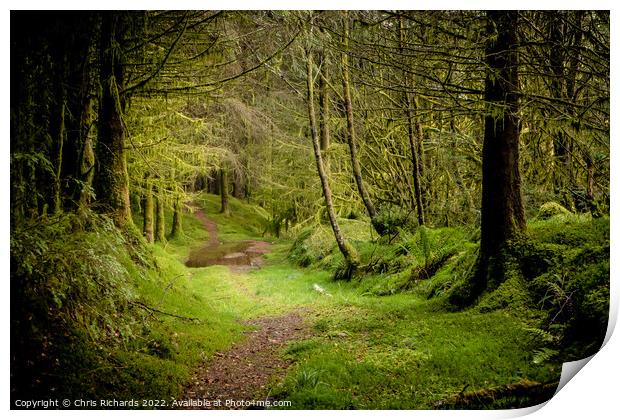Coed Y Brenin Forest, Snowdonia Print by Chris Richards