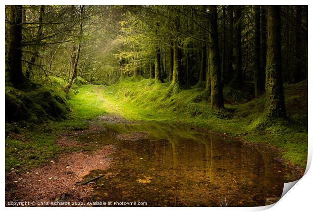 Coed Y Brenin Forest, Snowdonia Print by Chris Richards