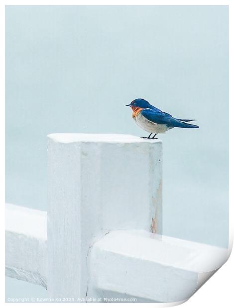 A Pacific Swallow perched on a Pier fence Print by Rowena Ko
