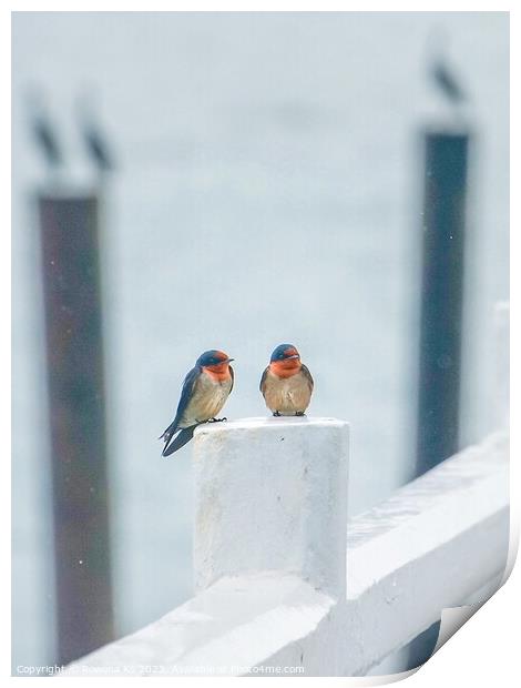 A pair of Pacific Swallows perched on a Pier fence Print by Rowena Ko
