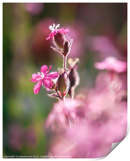 Red campion's Summer Bloom Print by Rowena Ko