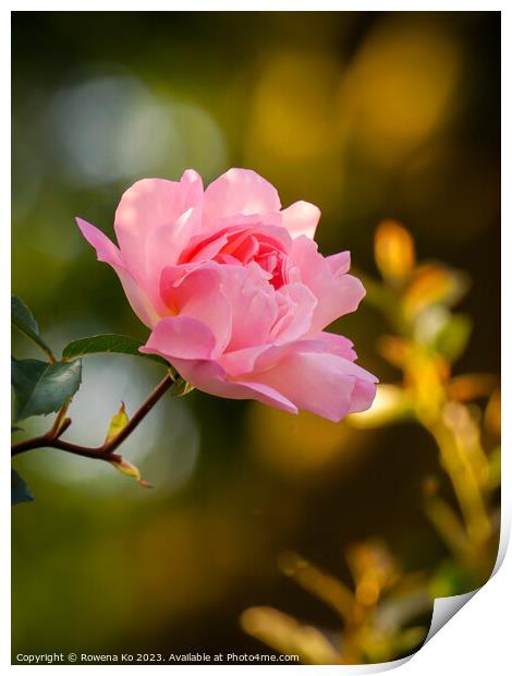 Delicate Beauty: Pink Rosy in golden sunlight  Print by Rowena Ko