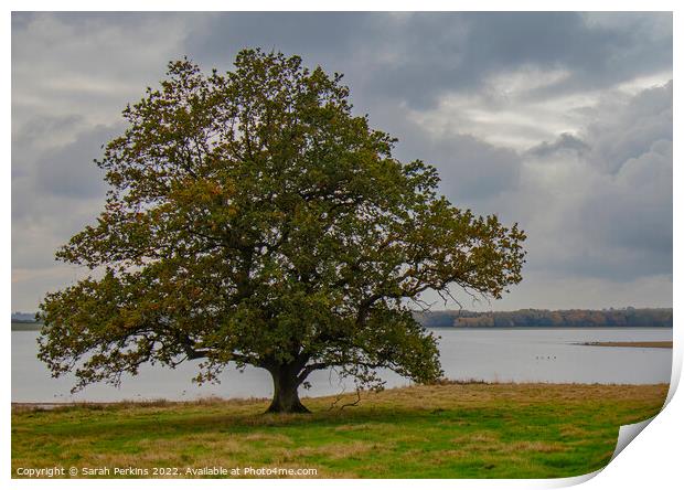 Lonely Oak over Rutland water Print by Sarah Perkins