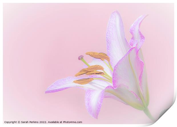 full pink Lily Print by Sarah Perkins