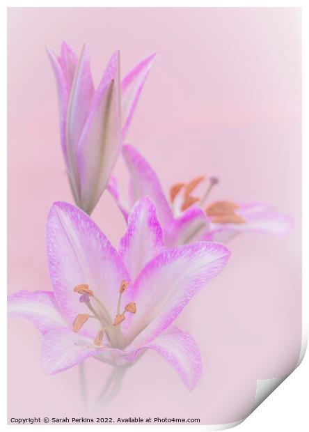 Pink Lilies Print by Sarah Perkins