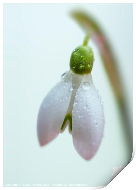Dew covered Snowdrop Print by Sarah Perkins