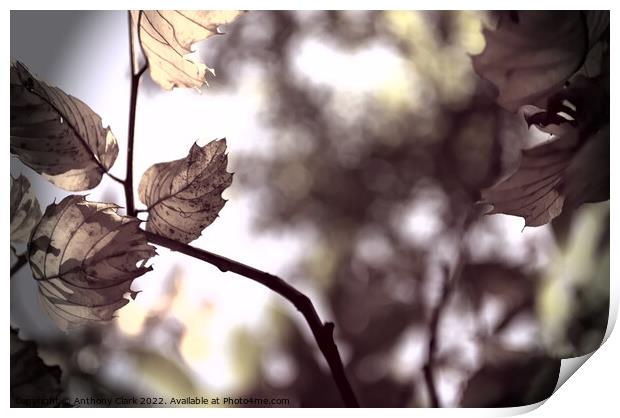 Leaves In The Sun Print by Anthony Clark