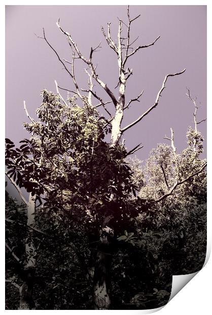 Dramatic Sky and Tree Print by Anthony Clark