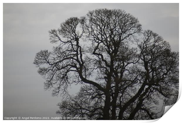 Tree and gray skies  Print by Angel Perdomo