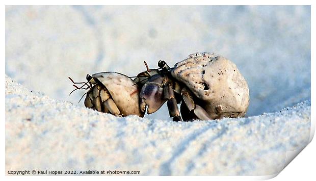 Hermit Crabs Print by Paul Hopes
