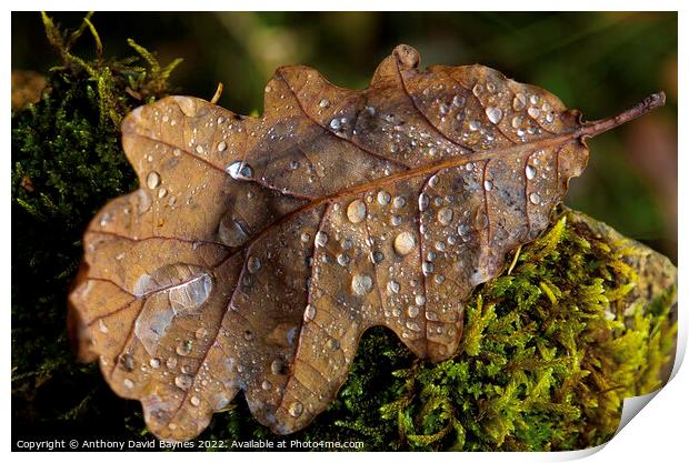 Oak Leaf on moss with water drops Print by Anthony David Baynes ARPS