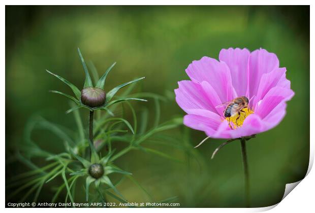 Bee on pink Cosmos Print by Anthony David Baynes ARPS