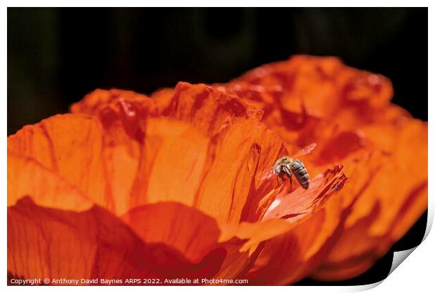 Orange Papaver Orientale Poppy with bee Print by Anthony David Baynes ARPS