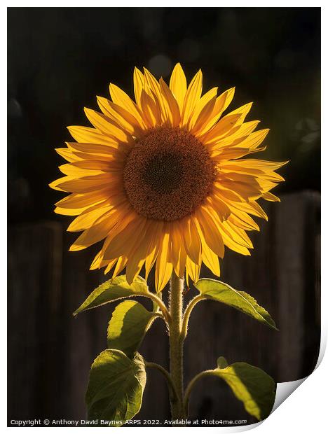 Sunflower, backlit looking as it could be the sun itself. Print by Anthony David Baynes ARPS