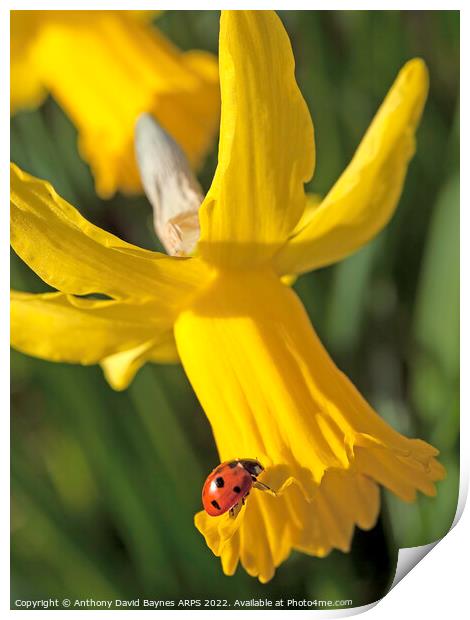 Seven spotted ladybird on yellow narccissus. Print by Anthony David Baynes ARPS
