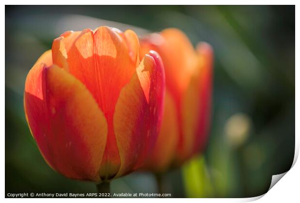 close up of orange tulips Print by Anthony David Baynes ARPS
