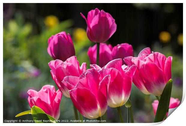 Pink tulips. Print by Anthony David Baynes ARPS