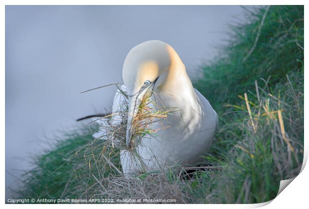 Northern Gannet gathering nesting material off a misty cliff edge. Print by Anthony David Baynes ARPS