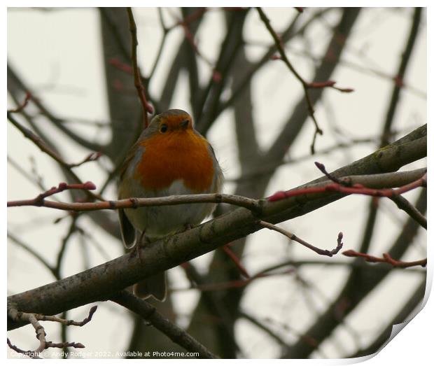 Winter Robin (Erithacus rubecula) Print by Andy Rodger