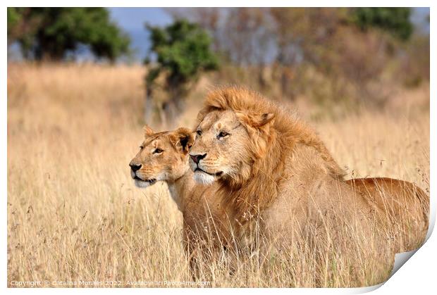 Two lions in the African savanna Print by Catalina Morales