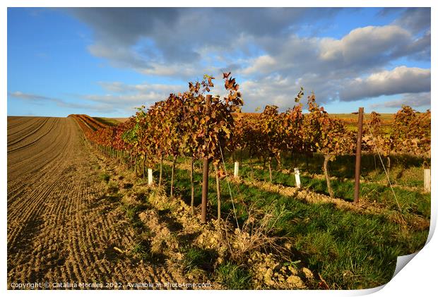 Vineyard landscape in Autumn Print by Catalina Morales