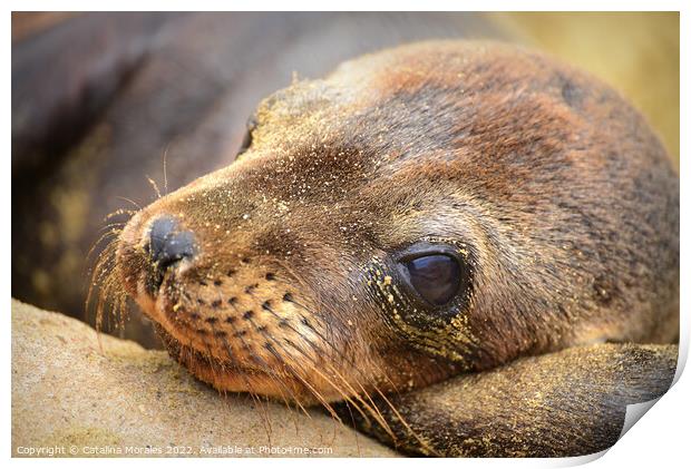 Close up of Sea Lion Cub Print by Catalina Morales
