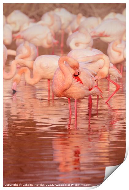 Greater flamingo in Rose Print by Catalina Morales