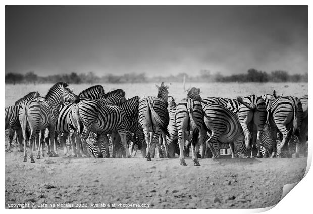 Back to the Zebras Print by Catalina Morales